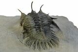 Short Trident Walliserops Trilobite - Timrzit, Morocco #350524-5